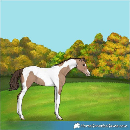 Horse Color:Classic Champagne Tobiano 