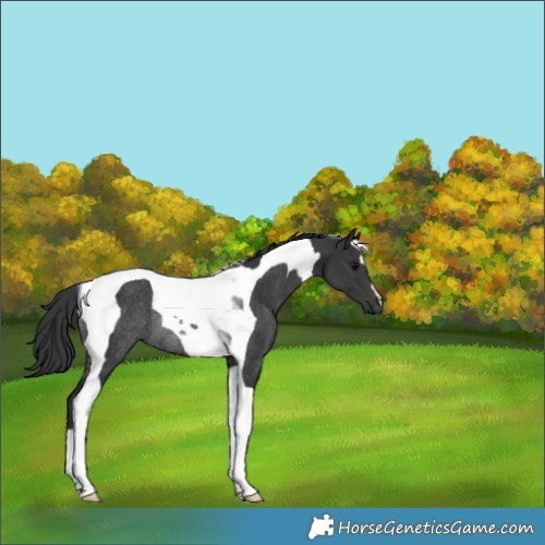 Horse Color:Black Tobiano Rabicano 