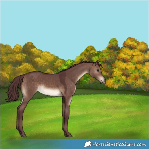 Horse Color:White Spotted Chocolate Brown Dun Rabicano 