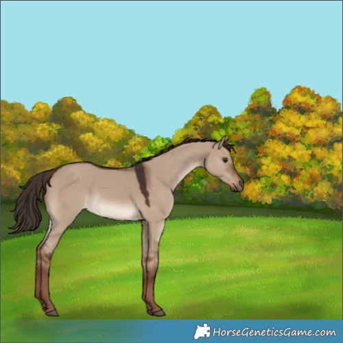 Horse Color:White Spotted Liver Red Dun 