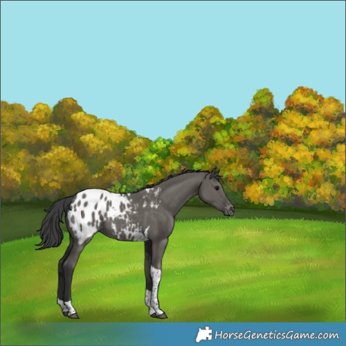 Horse Color:Grullo Tobiano Appaloosa 