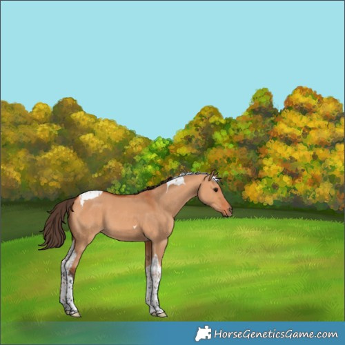 Horse Color:Bay Dun Tobiano 