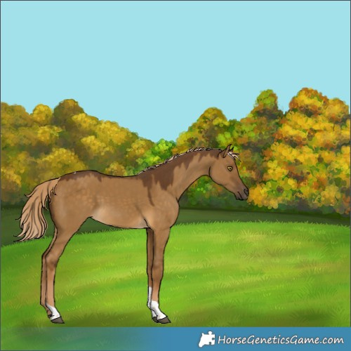 Horse Color:Chocolate Palomino Dun Tobiano 