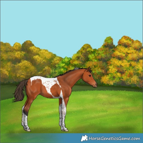 Horse Color:Bay Tobiano 