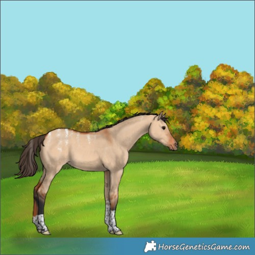 Horse Color:Powder White Bay Dun Tobiano 