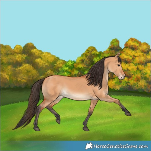 Horse Color:Bay Dun
