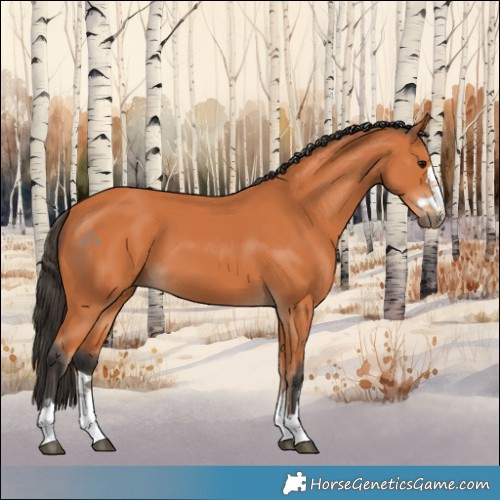 Horse Color:Bay 