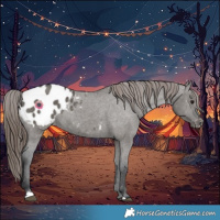 Horse Color:Grullo Blanket 