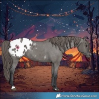 Horse Color:Grullo Appaloosa 
