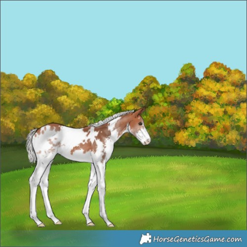 Horse Color:White Spotted Silver Bay Splash 