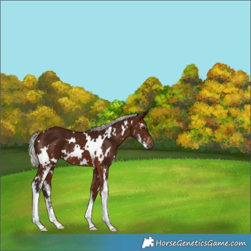 Horse Color:Gray White Spotted Silver Bay Sabino 