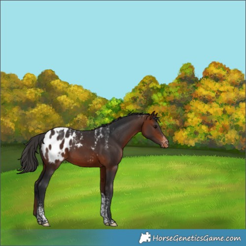 Horse Color:Powder White Brown Tobiano Appaloosa 