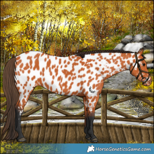 Horse Color:Bay Appaloosa 