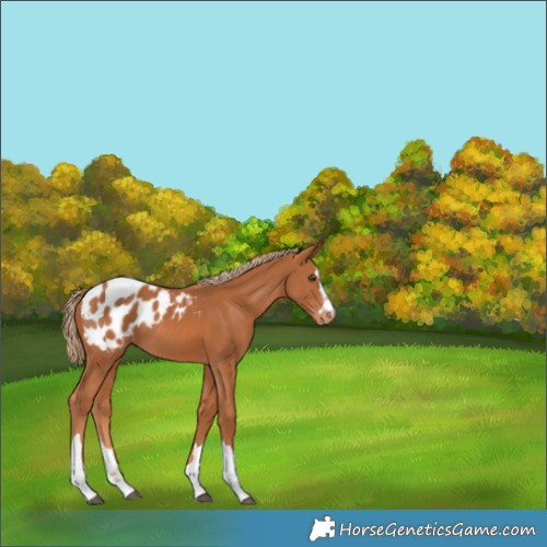 Horse Color:Chestnut Appaloosa