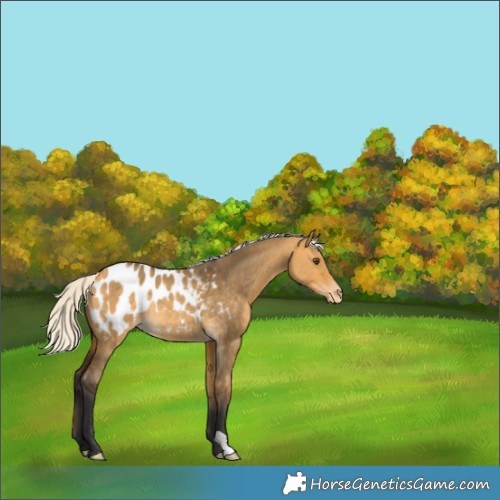 Horse Color:Silver Buckskin Dun Blanket Rabicano