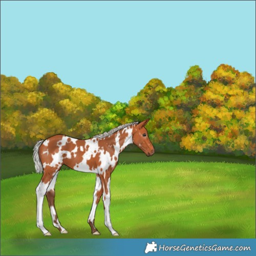 Horse Color:White Spotted Silver Bay 