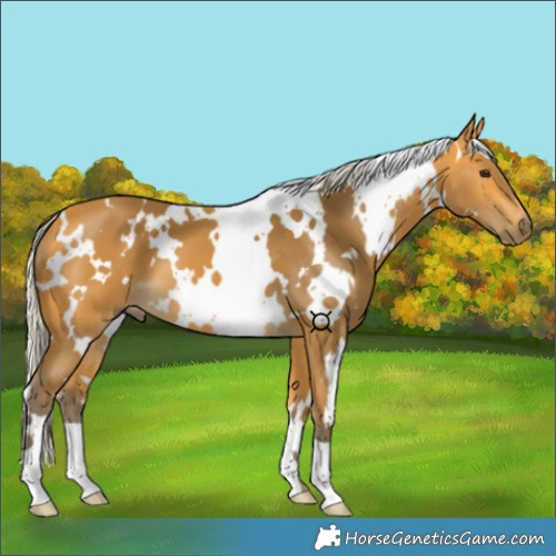 Horse Color:White Spotted Silver Buckskin