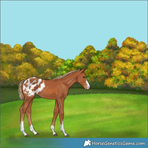 Horse Color:Chestnut Appaloosa 