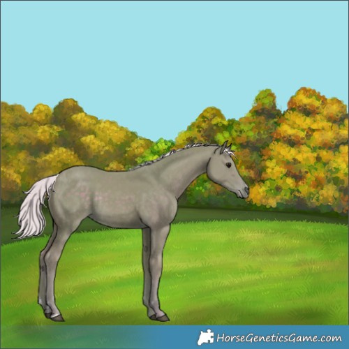 Horse Color:Watercolor Silver Smoky Black Rabicano