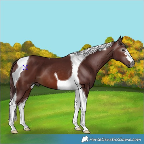 Horse Color:Gray Chocolate Bay Tobiano 