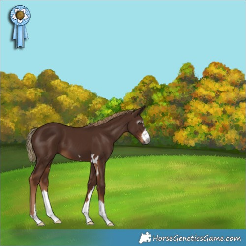 Horse Color:Gray Chestnut