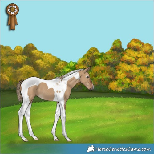 Horse Color:Gray Red Dun Tobiano