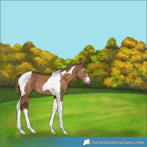 Horse Color:Gray Red Dun Tobiano