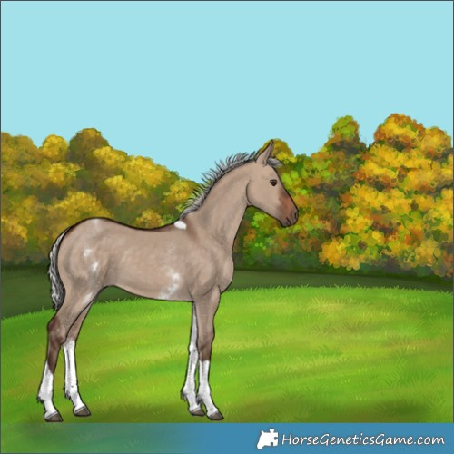 Horse Color:White Spotted Silver Brown Dun Tobiano