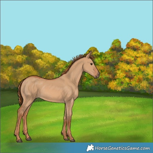 Horse Color:Red Dun 