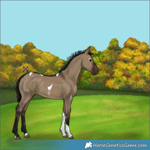 Horse Color:Gray Brown Dun Tobiano