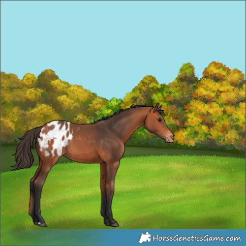 Horse Color:Bay Appaloosa Rabicano 