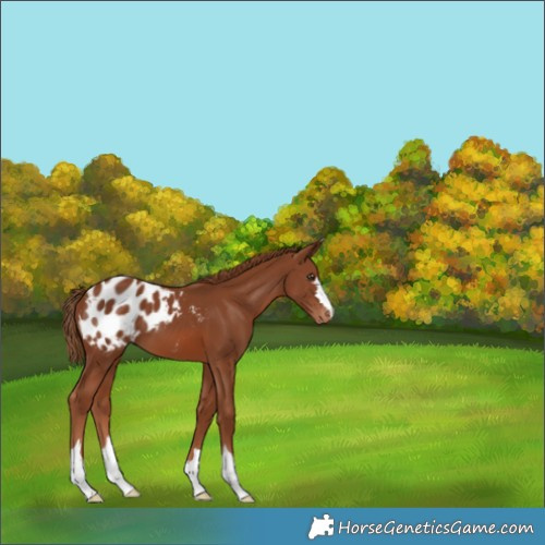 Horse Color:Chestnut Appaloosa