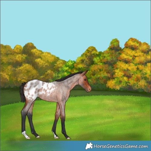 Horse Color:Brown Roan Appaloosa