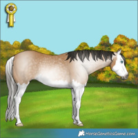 Horse Color:Gray Buckskin Splash Rabicano