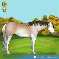 Horse Color:Gray Buckskin Splash Rabicano 