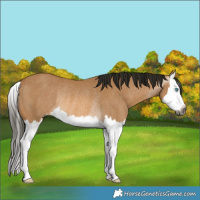 Horse Color:Gray Buckskin Splash Rabicano 