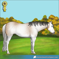 Horse Color:Gray Buckskin Splash Rabicano 