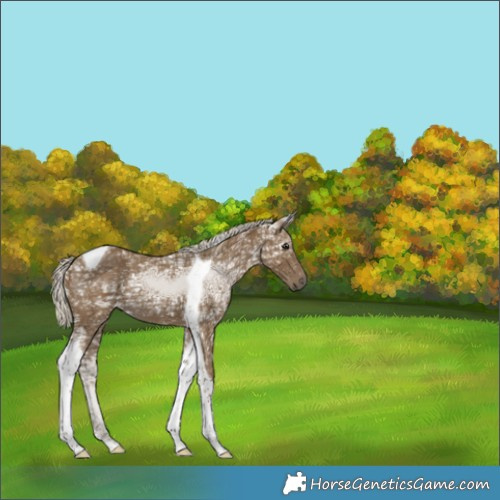 Horse Color:Silver Smoky Black Ice Tobiano