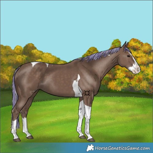 Horse Color:Painted Silver Black Splash Tobiano