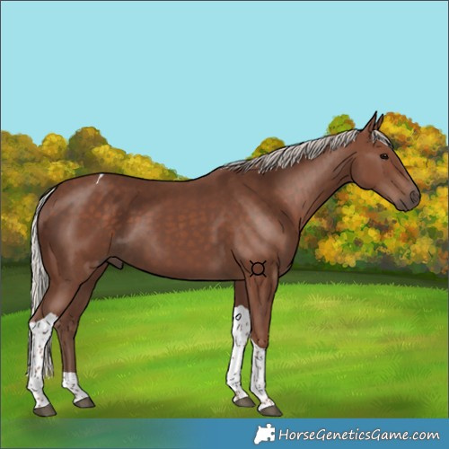 Horse Color:Silver Black Tobiano 