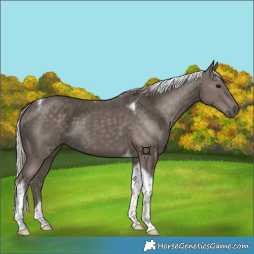 Horse Color:Silver Black Tobiano 