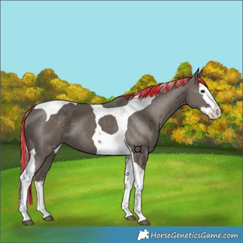 Horse Color:Painted Silver Black Splash Tobiano 