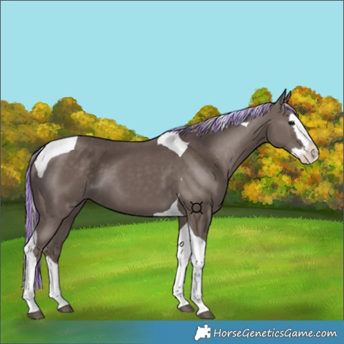 Horse Color:Painted Silver Black Splash Tobiano 