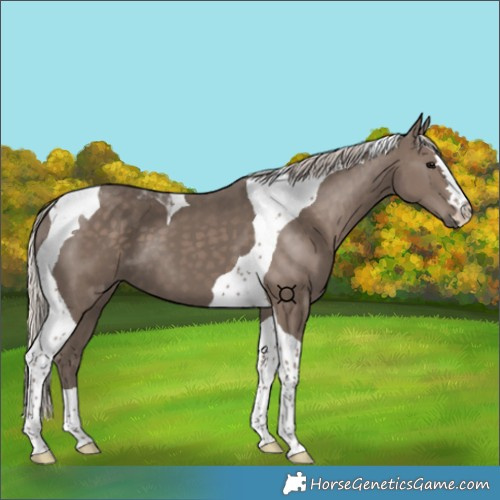 Horse Color:Silver Black Tobiano 