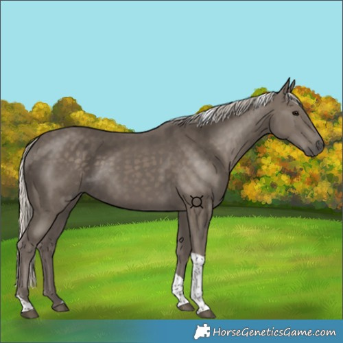 Horse Color:Silver Smoky Black Tobiano 