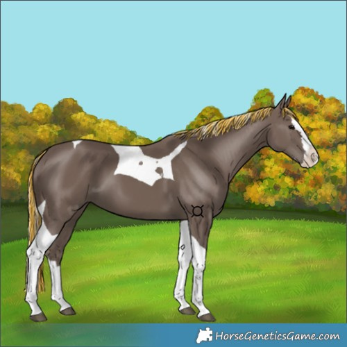 Horse Color:Painted Silver Black Splash Tobiano 