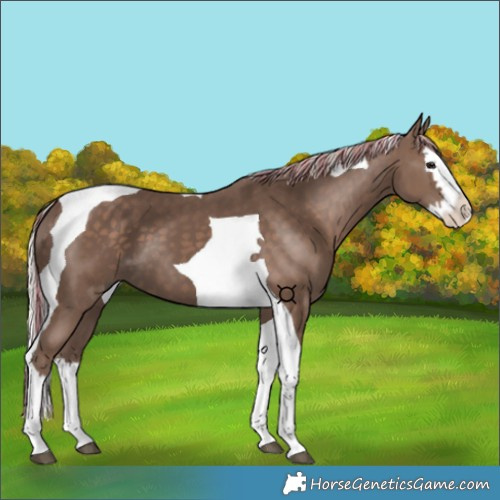 Horse Color:Painted Silver Black Splash Tobiano 
