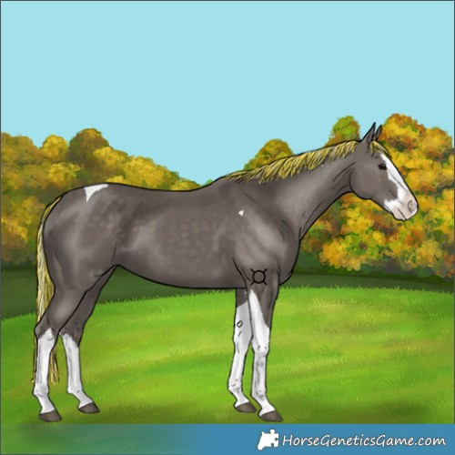 Horse Color:Painted Silver Black Splash Tobiano