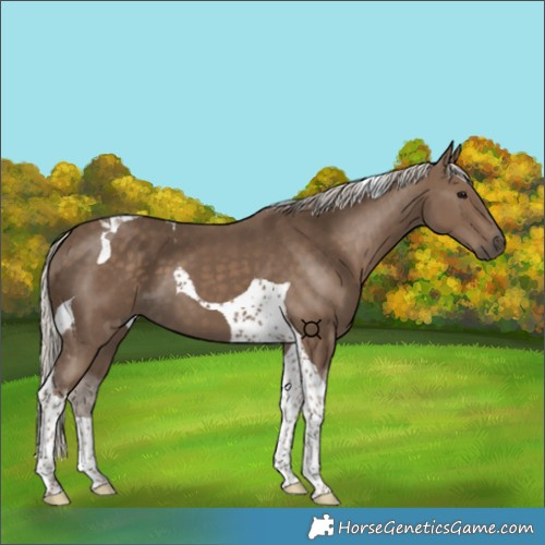 Horse Color:Silver Smoky Black Tobiano 