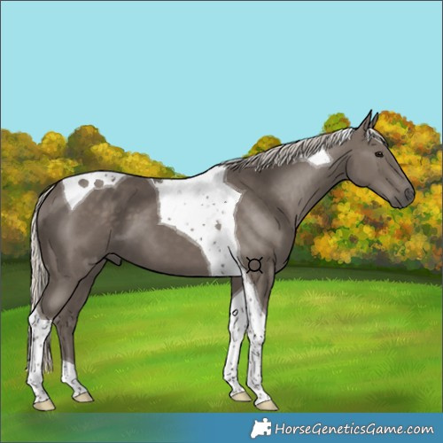 Horse Color:Silver Smoky Black Tobiano 